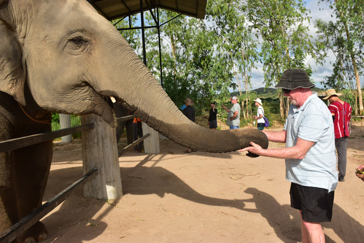 Chú voi thân thiện tương tác với du khách