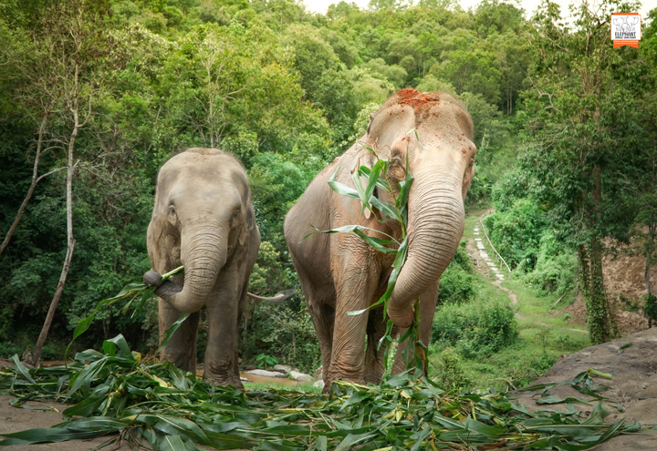 Ngôi làng được xem là một trong những khu bảo tồn voi ở Thái Lan