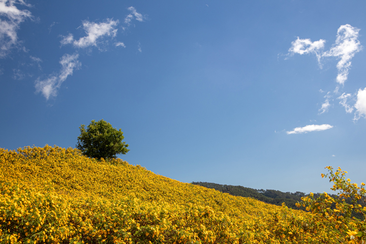 Biển hoa rực rỡ của vùng núi Tây Bắc Thái Lan