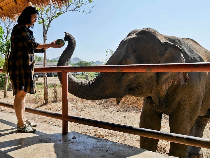 Trung tâm Bảo tồn Voi Thái Lan