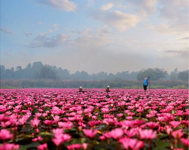 Ngập tràn sắc hồng của hàng ngàn bông sen