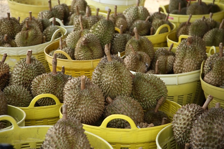 Nói về trái cây, sản phẩm đặc trưng của Yala là sầu riêng