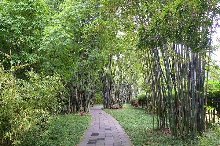 Công viên Wangjianglou không chỉ nổi tiếng với cảnh quan thiên nhiên tươi đẹp mà còn với sự phong phú và độc đáo của những lũy cây tre xanh rờn