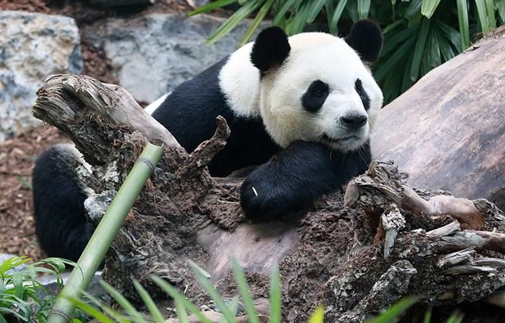 Cho đến cuối năm 2022, quần thể gấu trúc khổng lồ tại cơ sở này đã đạt đến con số 250