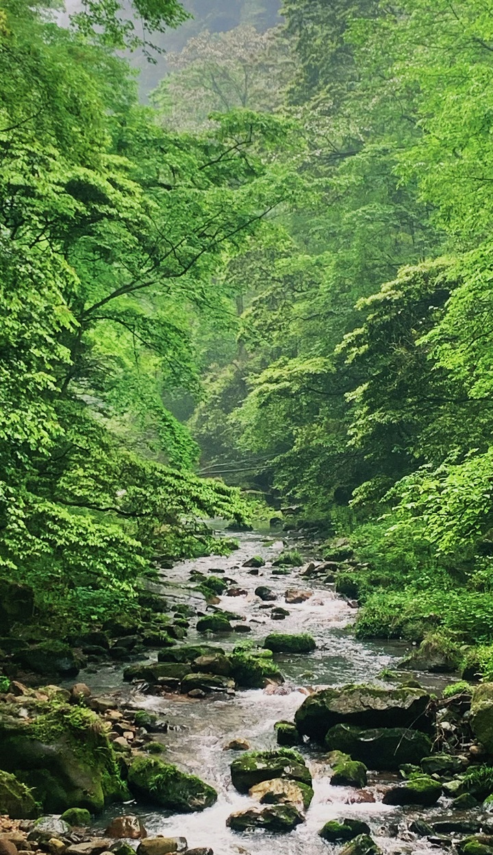 Truyền thuyết về Kim Tiên Khê - Trương Gia Giới