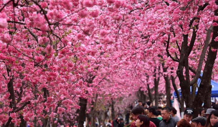 Công viên Yuantong tràn ngập sắc hồng