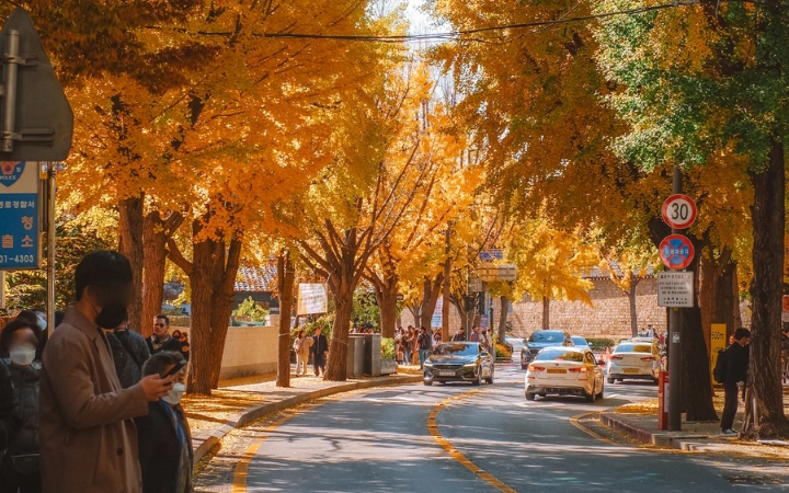Hàng cây bên đường dần chuyển vàng khiến những con phố ở khu Samcheong Dong càng thêm lãng mạn