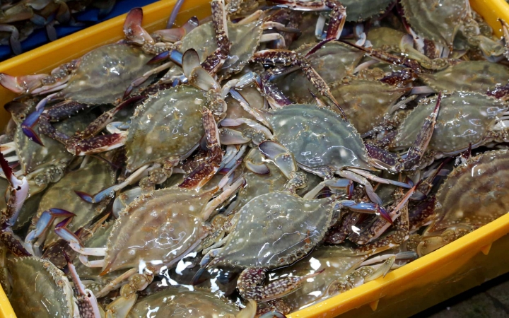 Ghẹ xanh béo chắc, tươi ngon là nguyên liệu hoàn hảo cho món ghẹ hấp hoặc ghẹ ngâm tương trứ danh