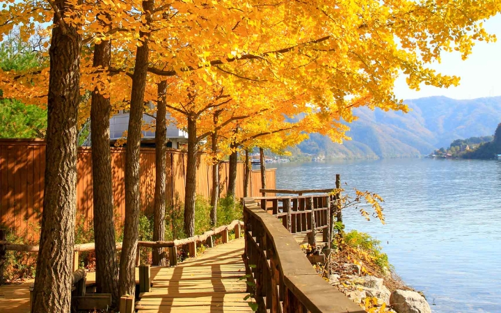 Con đường ngân hạnh vàng rực trên đảo Nami