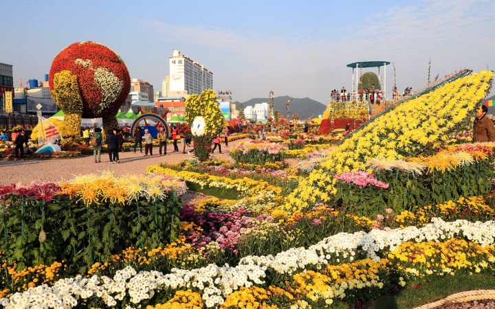 Thành phố Changwon rực rỡ sắc vàng với những cánh đồng hoa cúc nở rộ khắp nơi