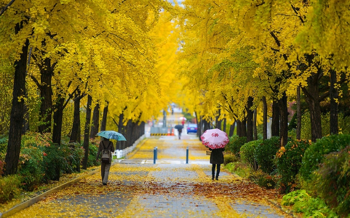 Mùa thu là mùa du lịch cao điểm, nên đặt vé máy bay, khách sạn và vé tham quan sớm để tránh hết chỗ