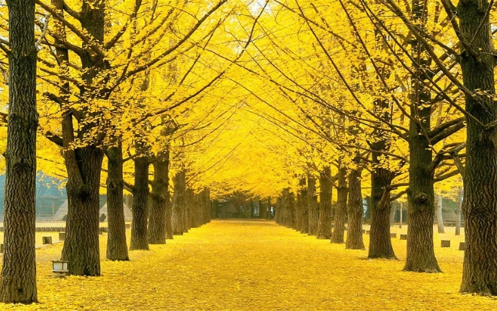 Mùa thu nhuộm vàng những tán cây, khiến khung cảnh đảo Jeju càng thêm yên bình