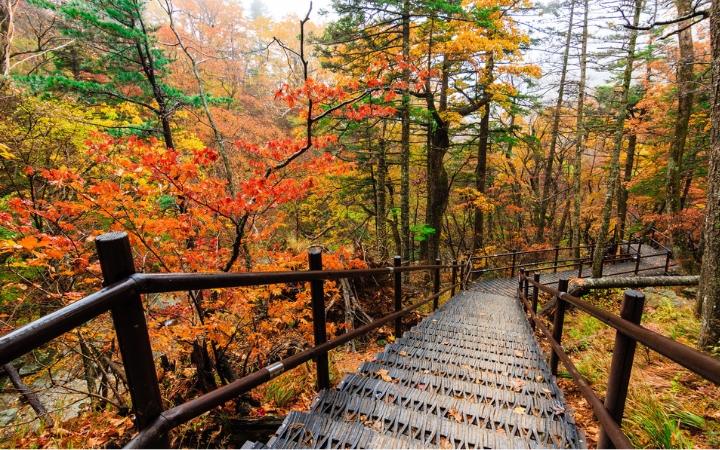 Lối đi uốn lượn giữa rừng cây chuyển sắc ở công viên Quốc gia Seoraksan