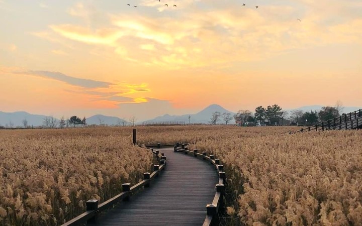 Vịnh SunCheon với những cánh đồng lau bạt ngàn đung đưa trong gió thu