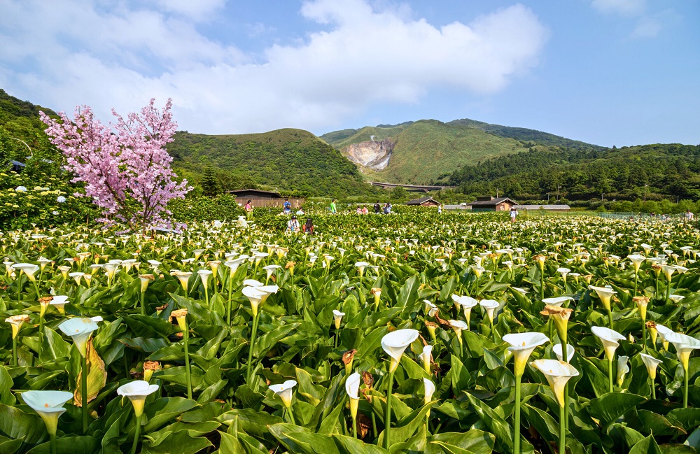 Thung lũng Trúc Tử Hồ nổi bật với đồng hoa Calla Lily trắng tinh khôi