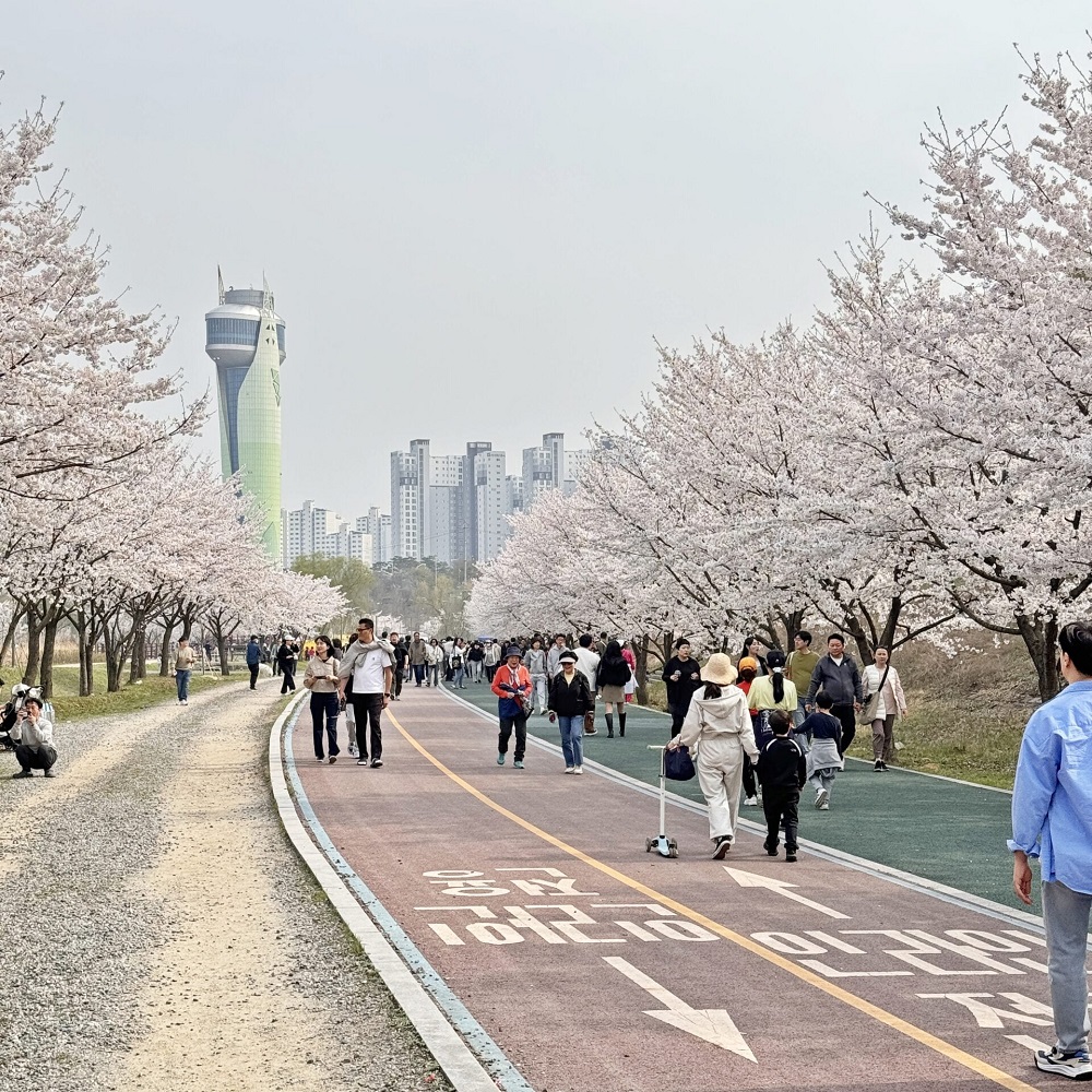 Yeouido vào mùa đẹp nhất – đừng bỏ lỡ khoảnh khắc này