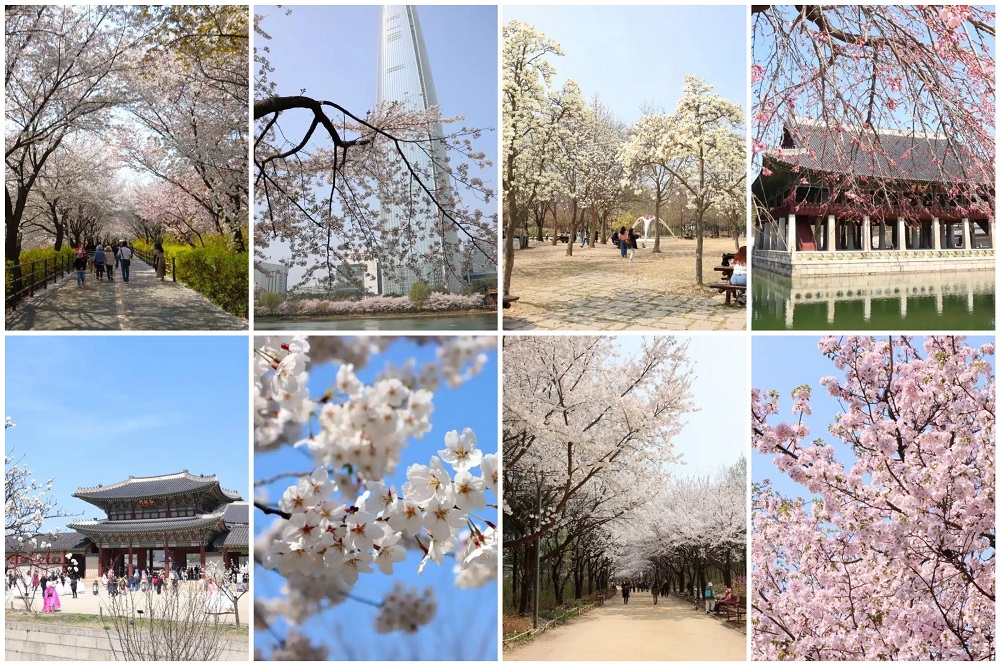 Yeouido rực rỡ trong vũ điệu hoa xuân