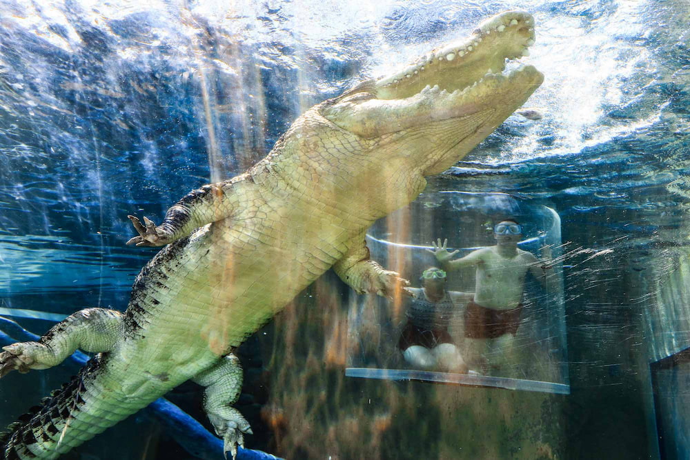Lặn cùng cá sấu tại Crocosaurus Cove là trải nghiệm vừa kịch tính, vừa thú vị tại du khách không nên bỏ lỡ