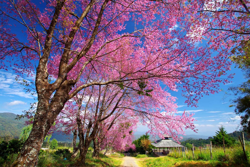 Hoa anh đào nở khắp núi rừng Chiang Mai là món quà thiên nhiên tuyệt đẹp của tháng đầu năm