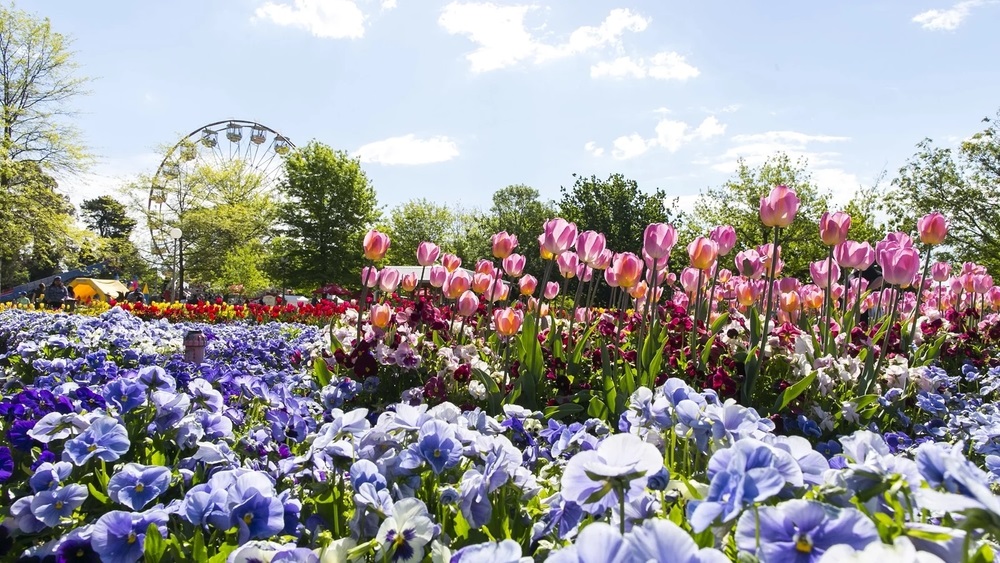 Lễ hội hoa Floriade tại Canberra khoe sắc rực rỡ, mang đến không khí mùa xuân ngập tràn