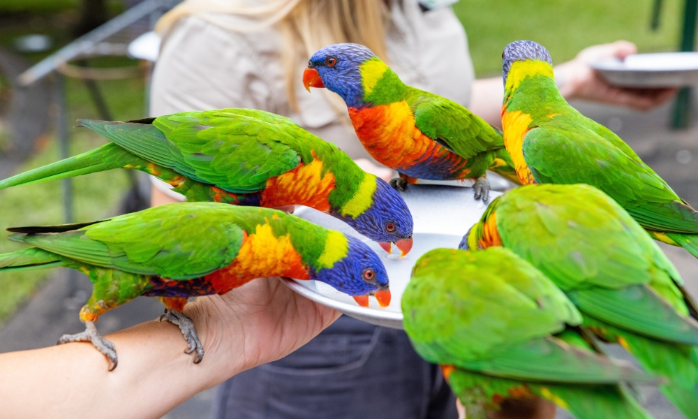 Nhóm chim vẹt Rainbow lori sặc sỡ đang ăn thức ăn trên tay du khách tại khu bảo tồn động vật hoang dã