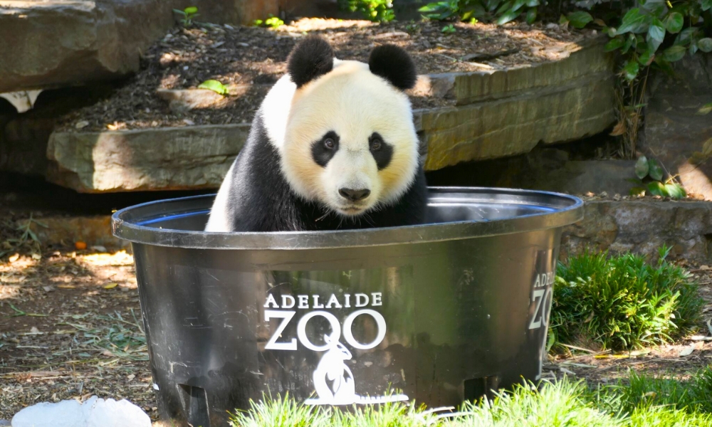 Sở thú Adelaide là nơi duy nhất ở Nam Bán cầu có gấu trúc khổng lồ sinh sống 