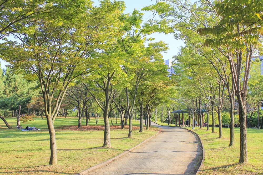 Một góc mảng xanh rộng lớn và rợp bóng cây tại công viên nổi tiếng của Ansan