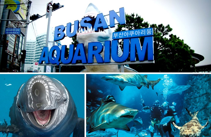 Khám phá đại dương và các loài sinh vật biển tại thủy cung SEA LIFE Busan