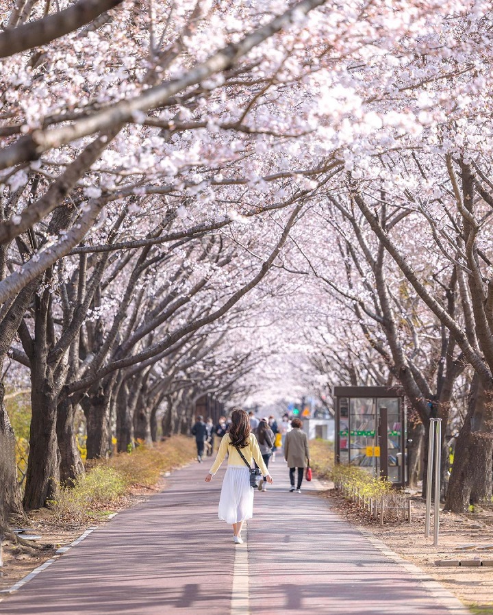 Ngắm hoa anh đào vào mùa xuân tại Busan