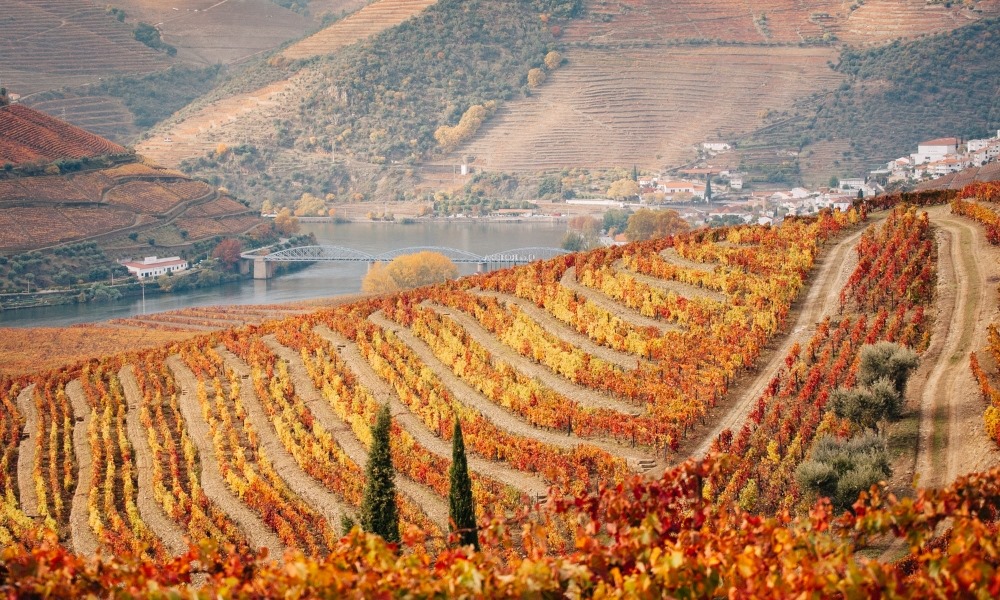 Những vườn nho bậc thang ở Douro Valley chuyển sắc rực rỡ vào mùa thu