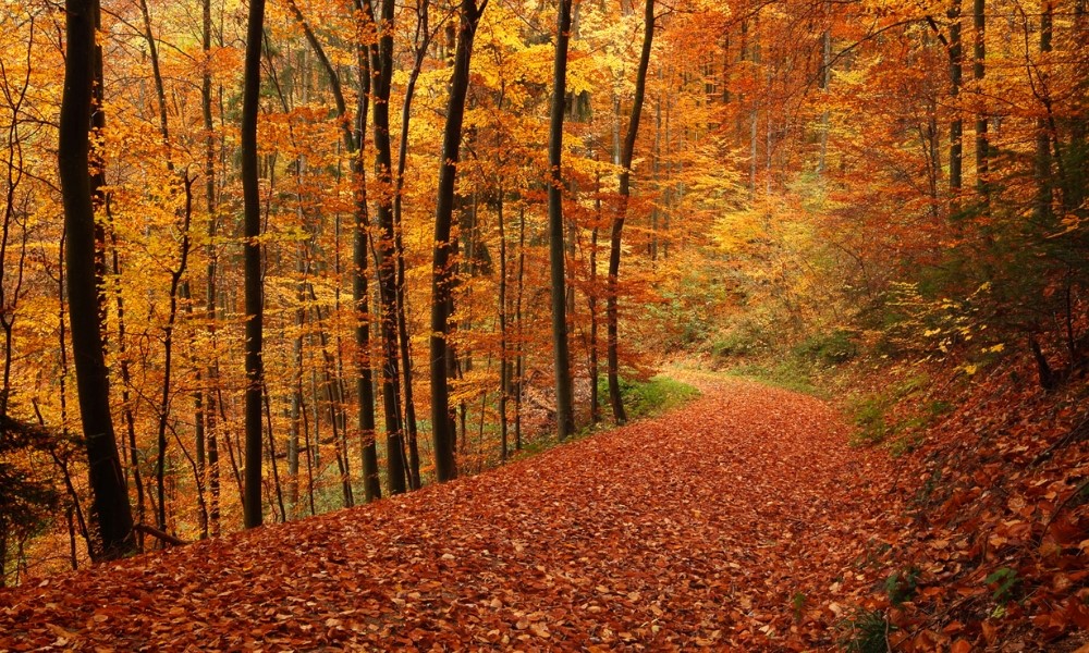 Lá vàng đỏ bao phủ khắp Rừng Đen