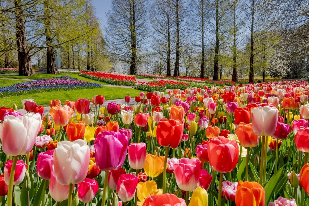 Tulip nở rộ khắp các công viên tại Amsterdam
