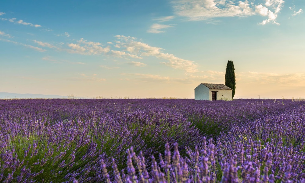 Cánh đồng oải hương Provence tháng 6 với sắc tím rực rỡ 