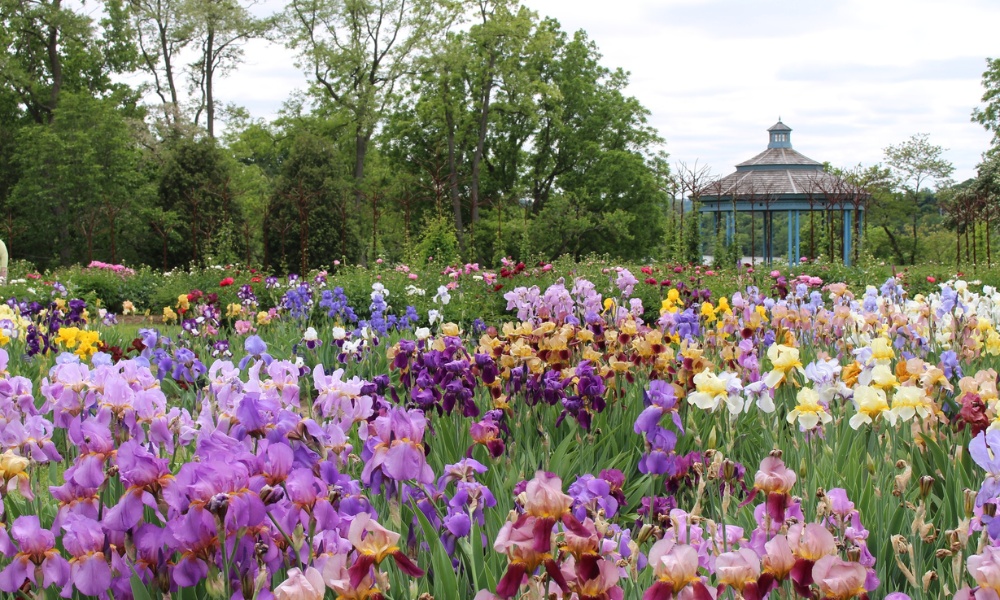 Royal Botanic Garden rực rỡ sắc hoa trong nắng hè tháng 6 tại Edinburgh