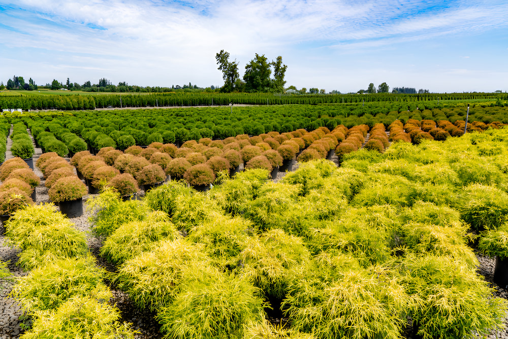 Khu vườn đại lộ Thiên Vĩ với cảnh sắc thiên nhiên làm say lòng du khách