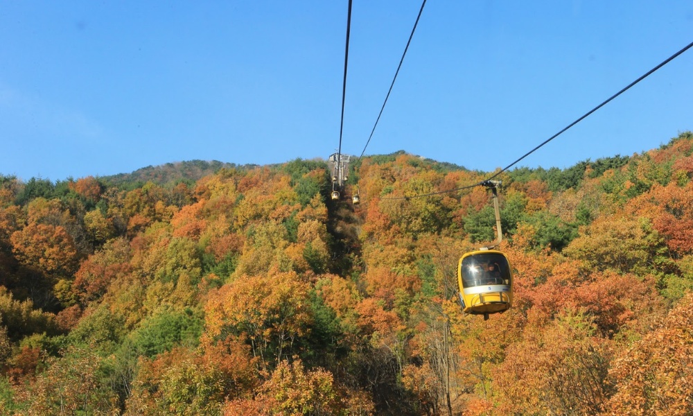 Rừng lá đỏ rực rỡ vào thu tại núi Palgongsan