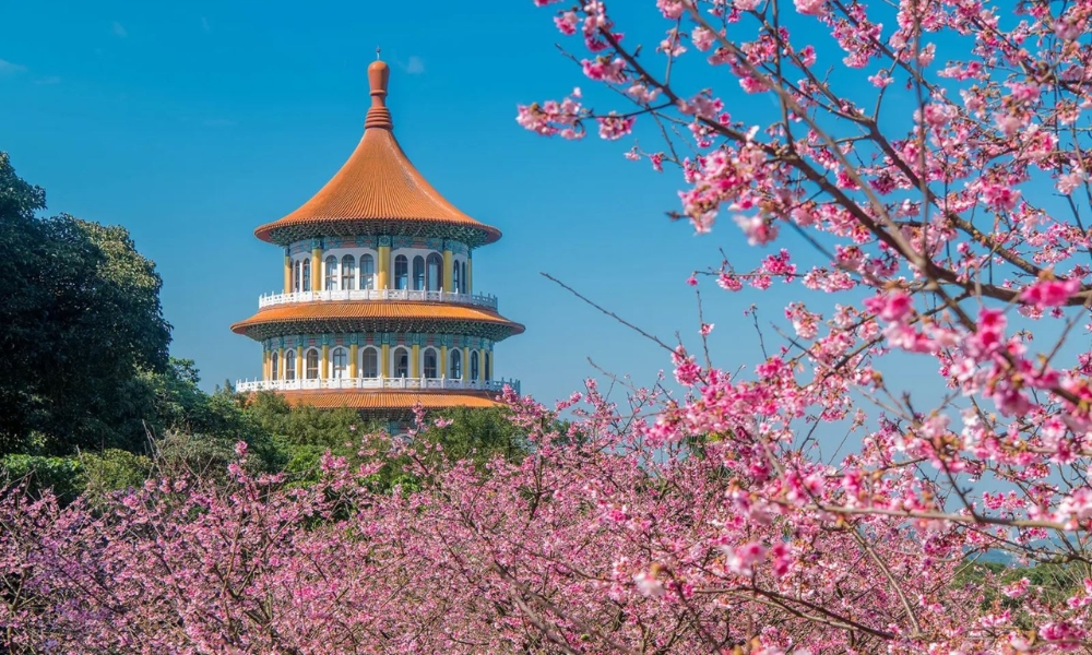 Hoa anh đào khoe sắc rực rỡ vào mùa xuân Đài Loan