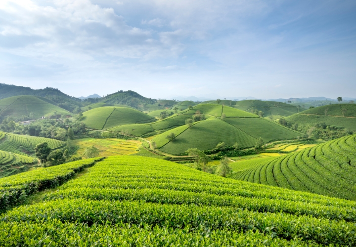 Cánh đồng trà xanh O’Sulloc được bao quanh bởi những đồi trà trải dài bát ngát
