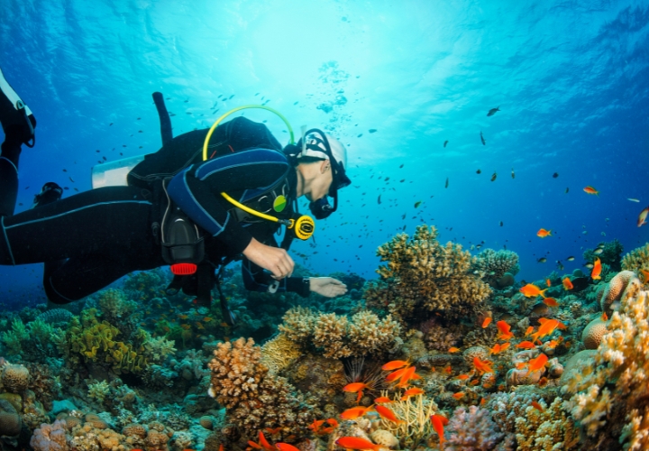 Du khách có thể lặn biển ngắm san hô