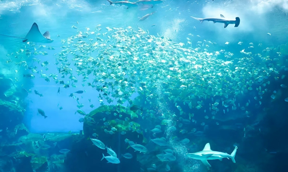 Thủy cung Xpark tái hiện sinh động thế giới đại dương giữa lòng Đào Viên