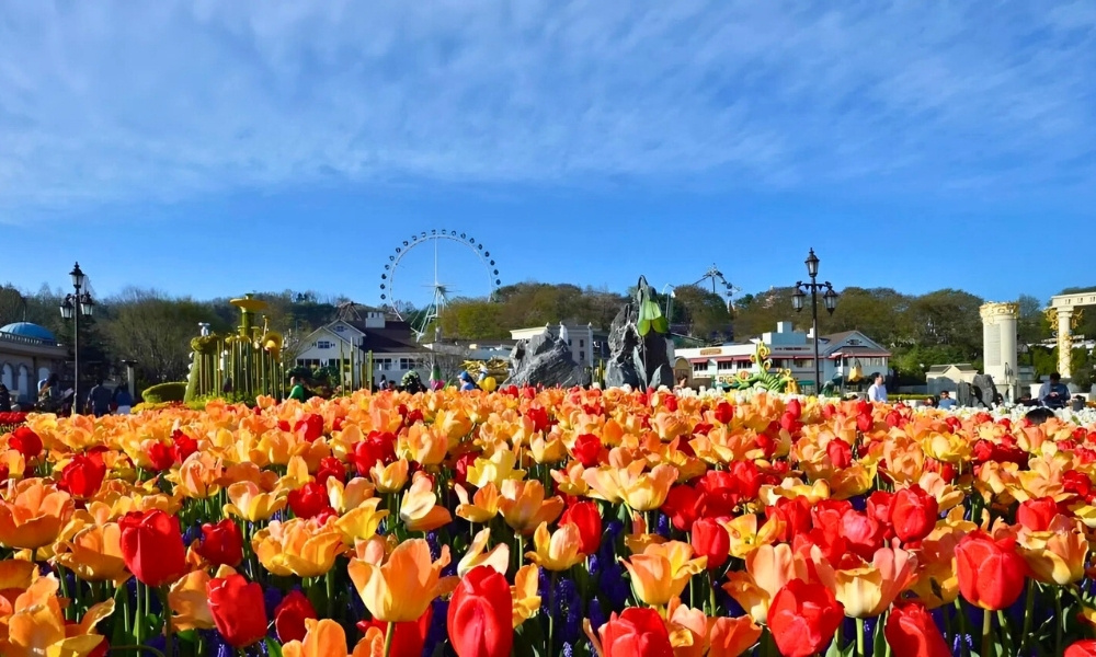 Lễ hội hoa Tulip vào mùa xuân được rất nhiều du khách yêu thích