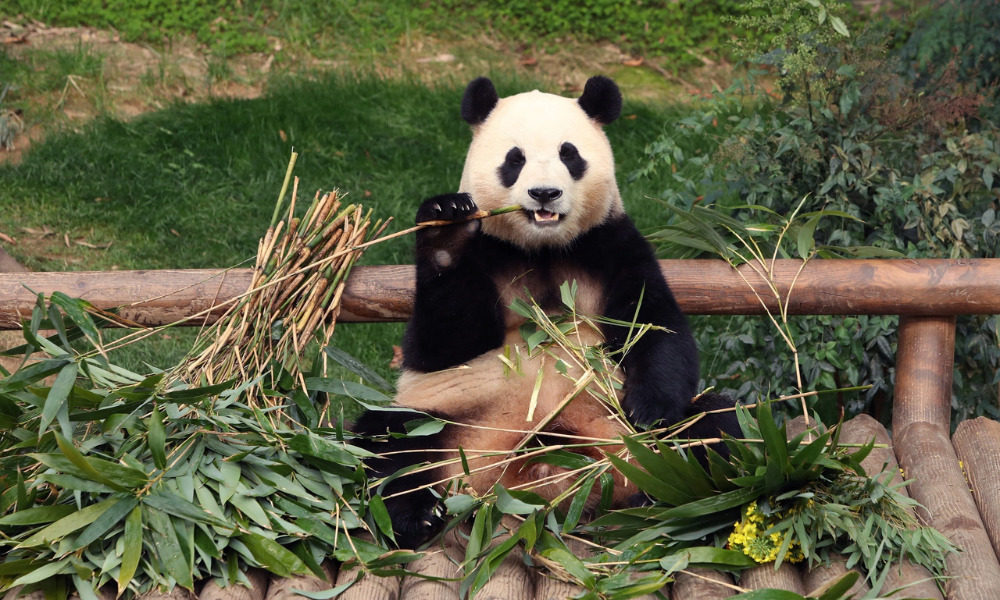 Panda World là khu vực nổi tiếng nhất tại Everland
