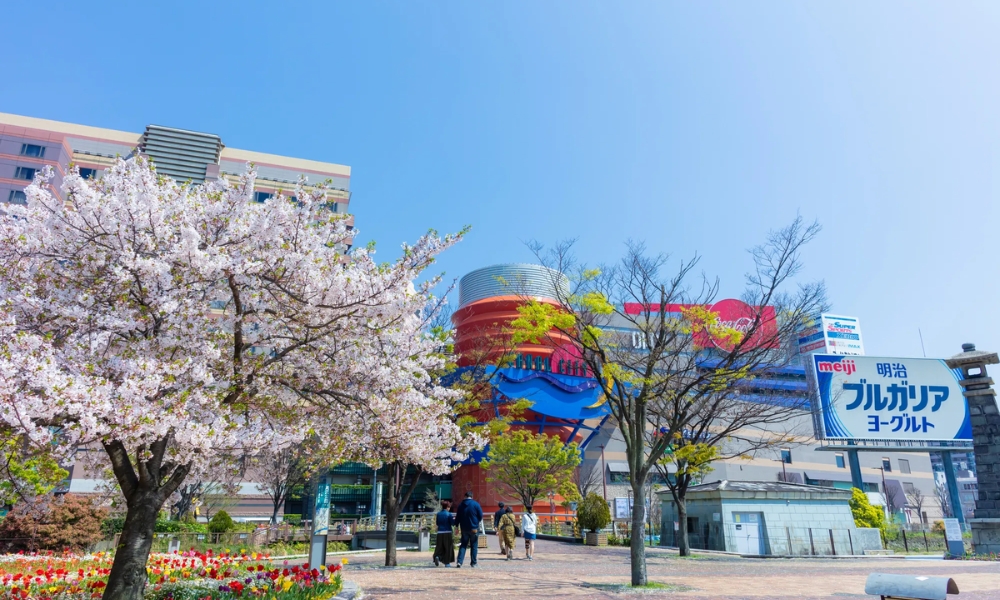 Khung cảnh mùa xuân rực rỡ tại trung tâm thành phố Hakata với hàng cây anh đào nở rộ