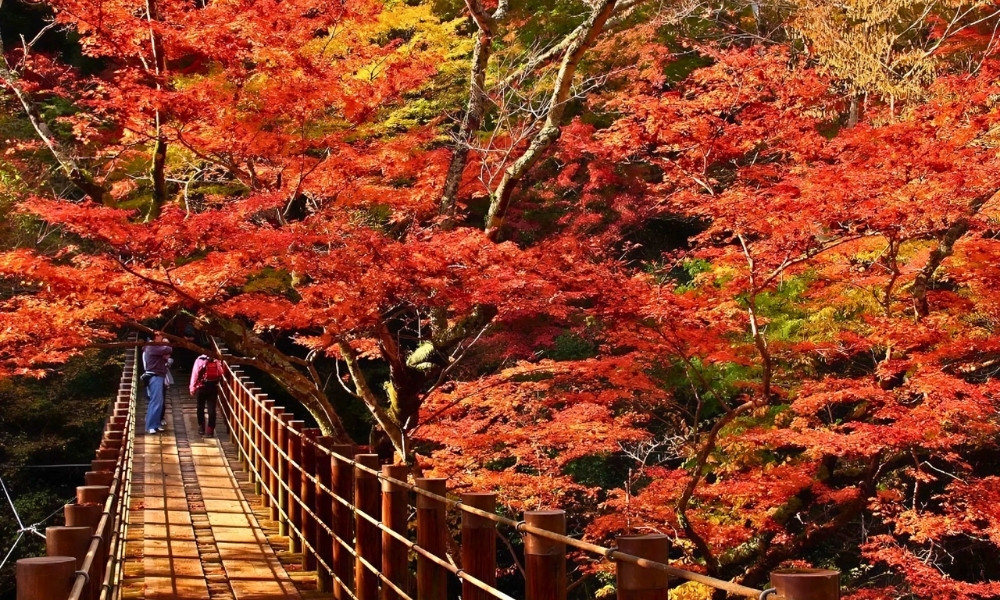 Mùa thu Ibaraki “đỏ rực” với rừng cây lá phong