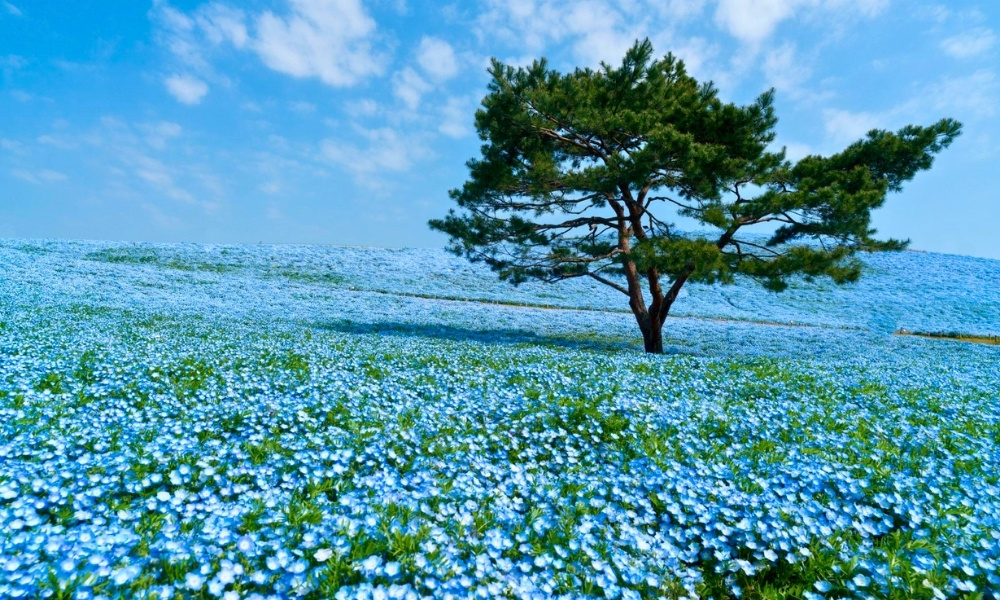 Đồi Miharashi rực rỡ sắc xanh của hoa Nemophila vào tháng 4