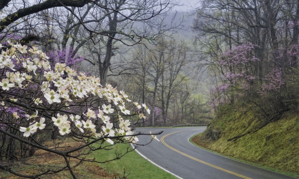 Tháng 5 là thời điểm hoàn hảo nhất để ghé thăm công viên rộng lớn hơn 200.000 mẫu Anh này