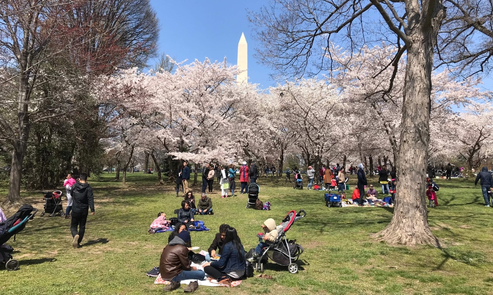 Lễ hội hoa anh đào là minh chứng cho mối quan hệ tốt đẹp giữa Mỹ và Nhật Bản
