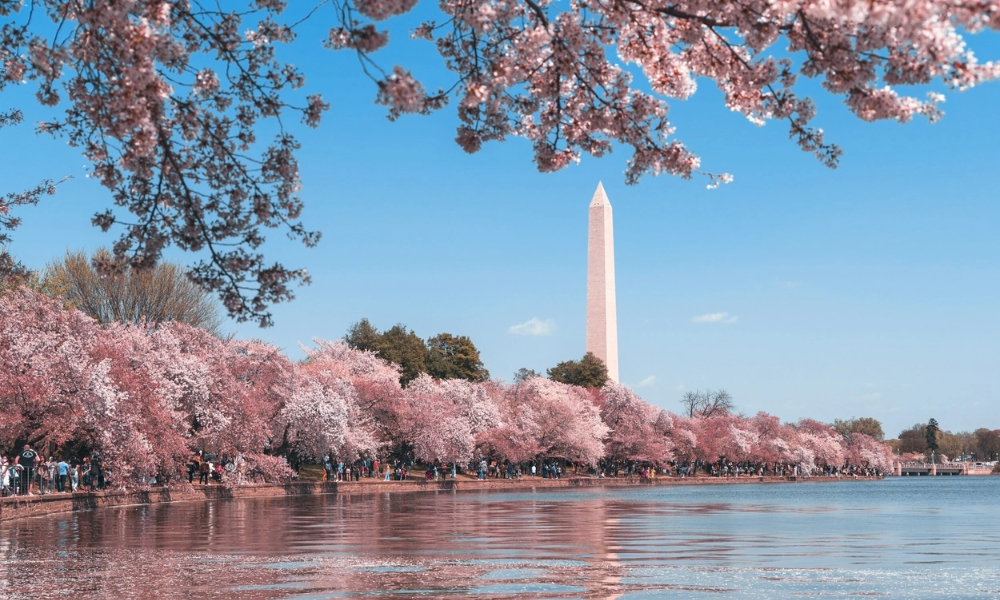 Tidal Basin như một nàng thơ e ấp vào tiết xuân