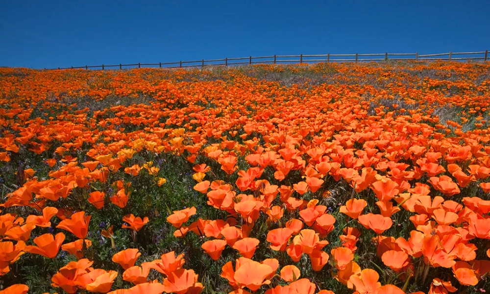 “Biển cam” tại Antelope Valley sẽ làm bạn thơ thẩn