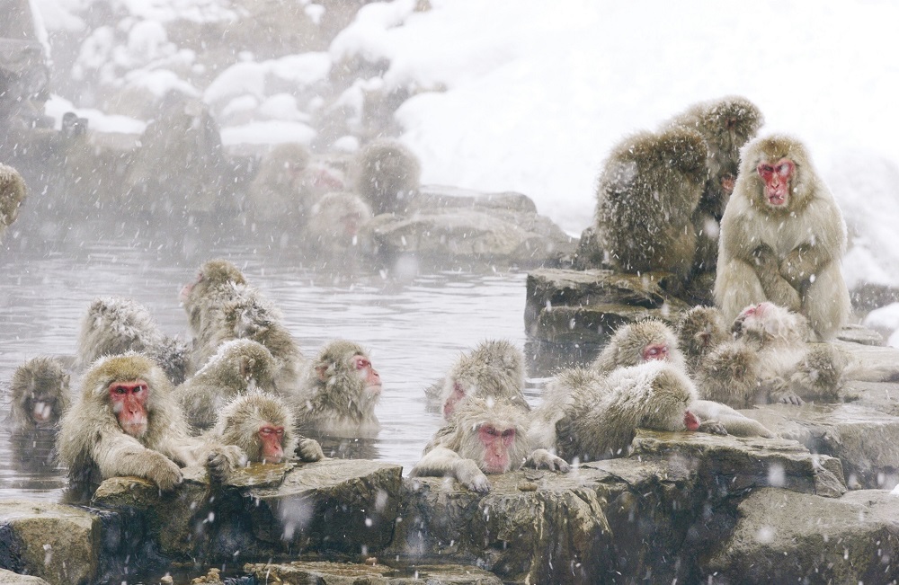 Khỉ tuyết Jigokudani ngâm mình trong suối nước nóng giữa nền tuyết trắng xóa